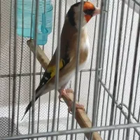 سهره نر پایین بخونید
