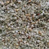 سبند|گل و گیاه طبیعی|سبزوار, قصبه غربی|دیوار