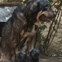 یک جفت تووله پژدر نر اصیل