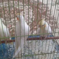 عروس هلندی