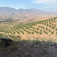 جذب نیرو در باغ زیتون زرگون