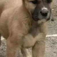 توله خراسانی زیر 6 ماه