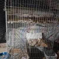 قفس جفت گاه