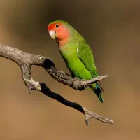 طوطی برزیلی / کوتوله برزیلی