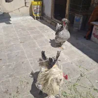 ۲عدد خروس جوان