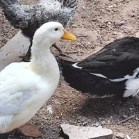 دومرغابی جهت فروش