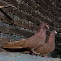 پرنده صرب نر و ماده عتیقه
