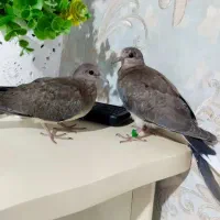 سبزه|گل و گیاه طبیعی|زاهدان, |دیوار