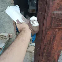 جفت شازده