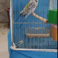 مرغ عشق جفت
