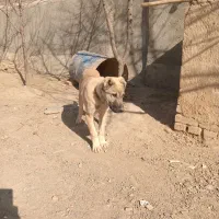 توله سراب نر