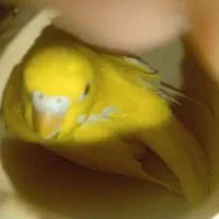 جفت مرغ عشق روی تخم