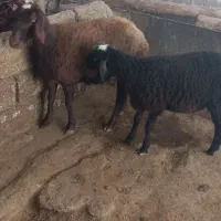گوسفند پروار