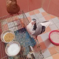 کفتر زرد و سینه ای