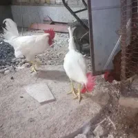 فروش خروس