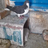کبوتر