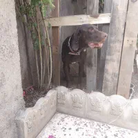 سگ دنبلانی حرفه ای