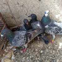 سلام یه جفت سنگی با جوجه