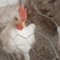 خروس ۵ ماهه