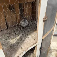 فروش تعدادی کبوتر کاردرست