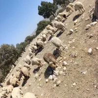بره نیمه پروار