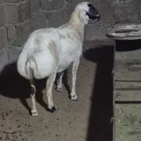 بره
