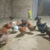 مرغ تخمگذار  گلپایگانی وخروس