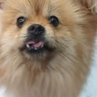 سگ پامر خرسی ماده