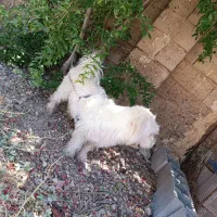واگذاری سگ اسکای تریر
