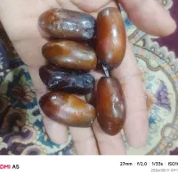 خرمای ربی