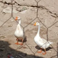 قوغاز|حیوانات مزرعه|خوی, |دیوار