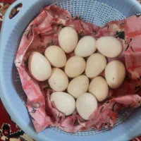 ۱۰عدد تخم بوقلمون نطفه دار