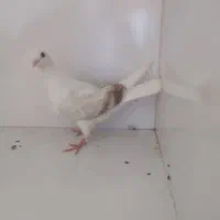 نباتی