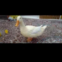 2تا اردک|حیوانات مزرعه|زاهدان, |دیوار