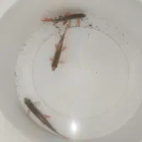 ماهی شارک کمیاب