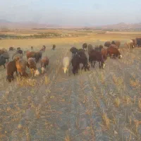 میش افشاری