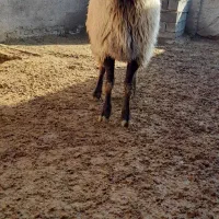 گوسفند|حیوانات مزرعه|قوچان, |دیوار