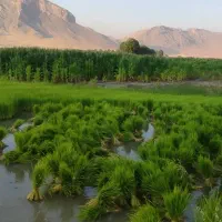 خدمات درختکاری و باغبانی