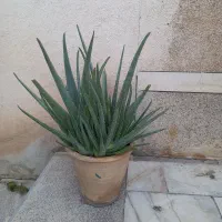 دو تا گل