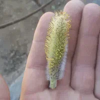 بیدمشک بیدیمشک  درجه یک