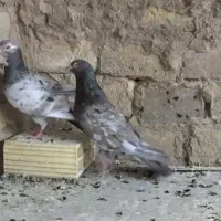 کبوتر رنگی سار سرور و یهودی و پلاس.