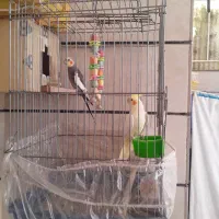 یک جفت عروس هلندی