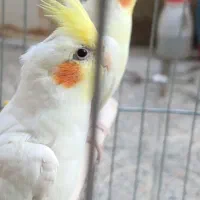 پرنده