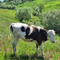 زمین 265 متری در کوهستان