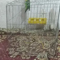 کوتوله فنچ مرغ عشق