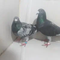 جفت پلاکی مسافت بلند