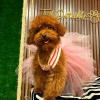 سگ توله توی پودل پودل اپریکات ۶۵ روز