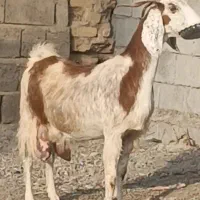 بز افغان جوان پرشیر بدون کهره مکان جیرفت