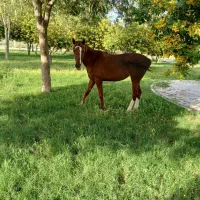 اسب عرب