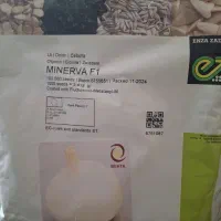 بذر پیاز مینروا آرژانتینی